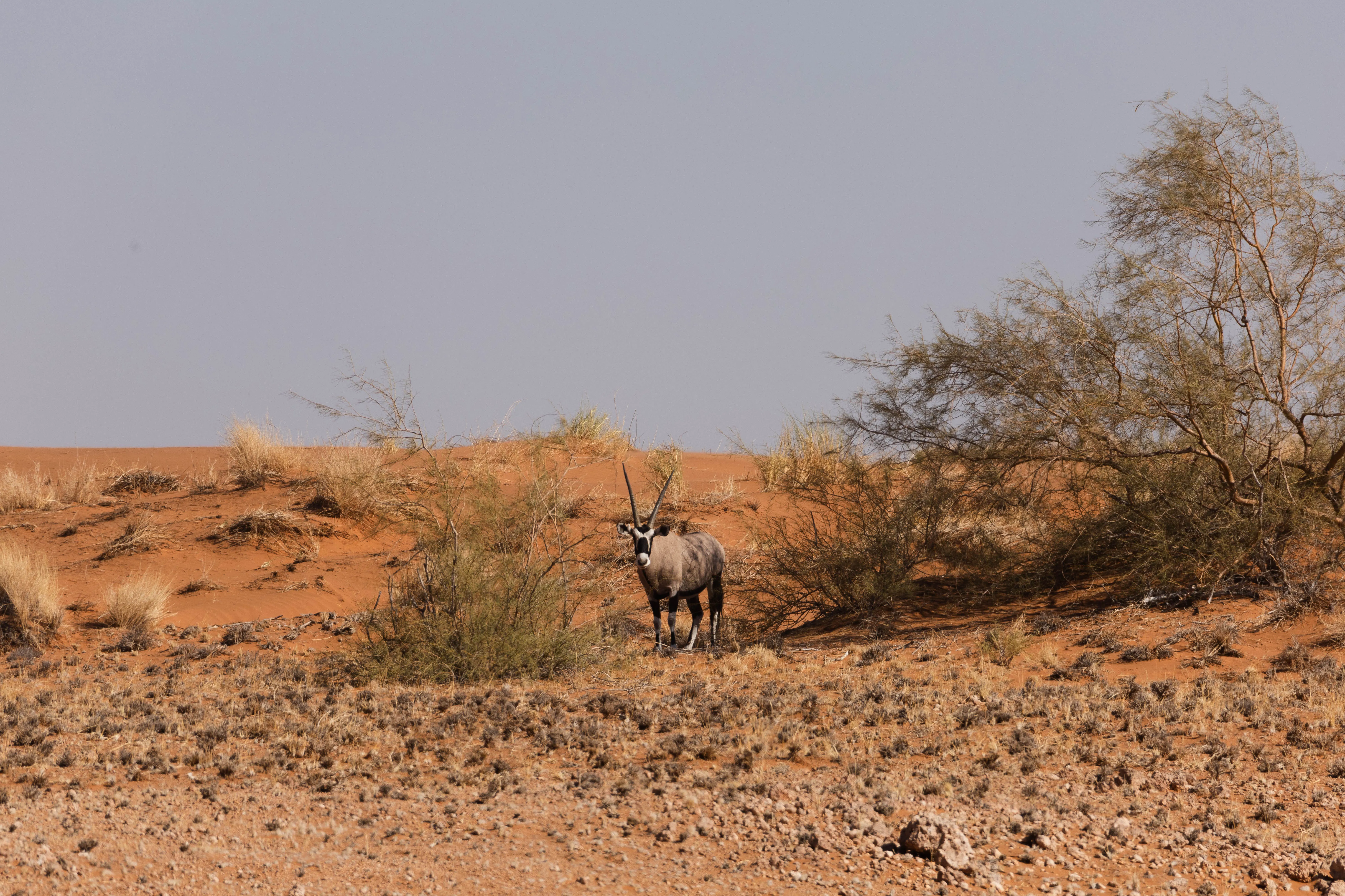 Portada Namibia